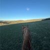gracie_tonkin